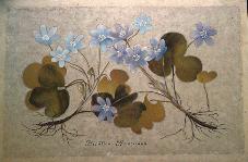 Hepatica